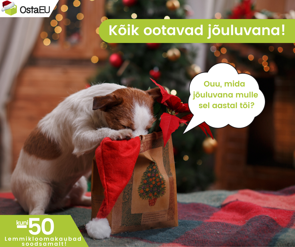 Kõik ootavad jõuluvana!